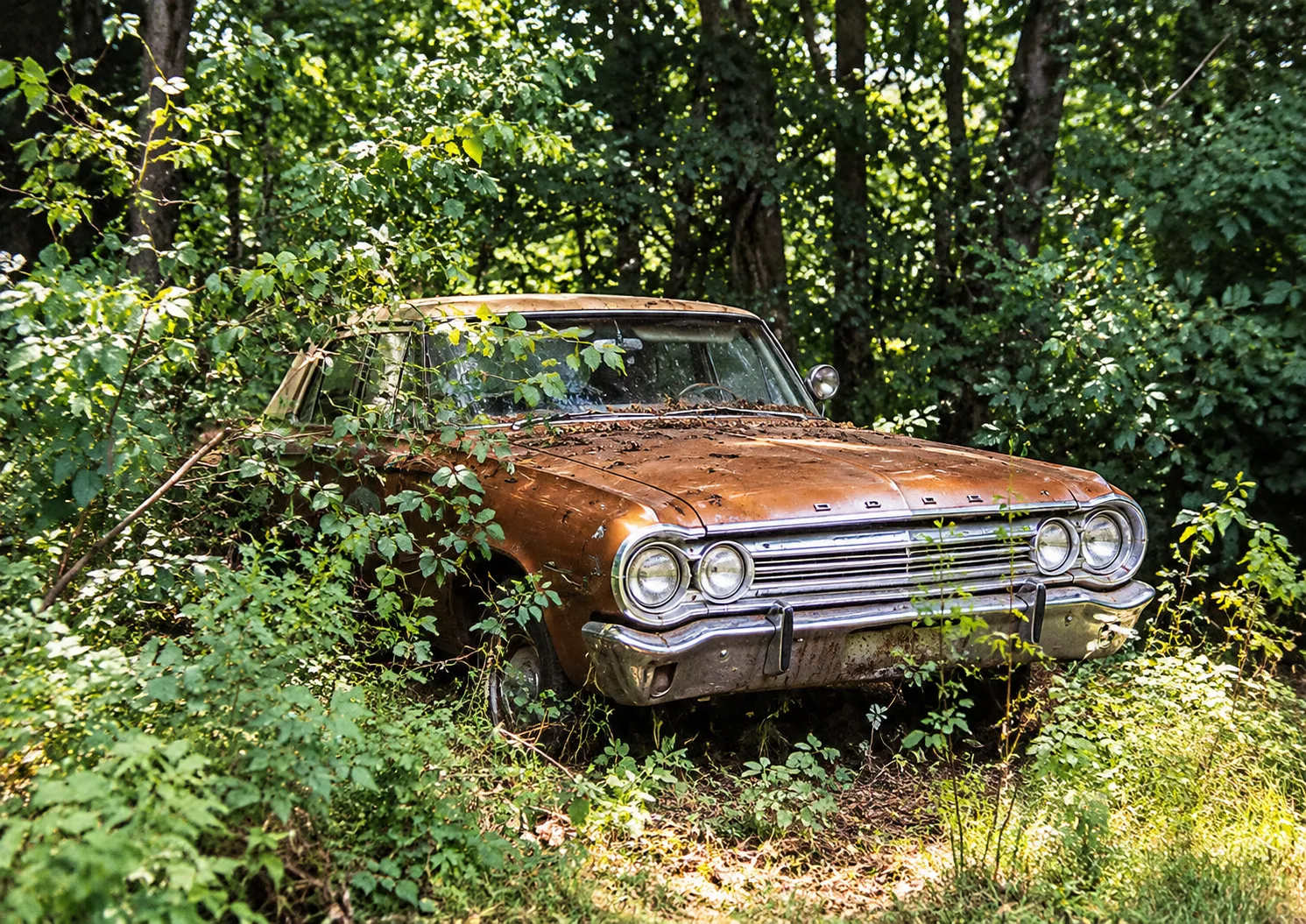 A rusted old Dodge sedan overgrown with vines and brush